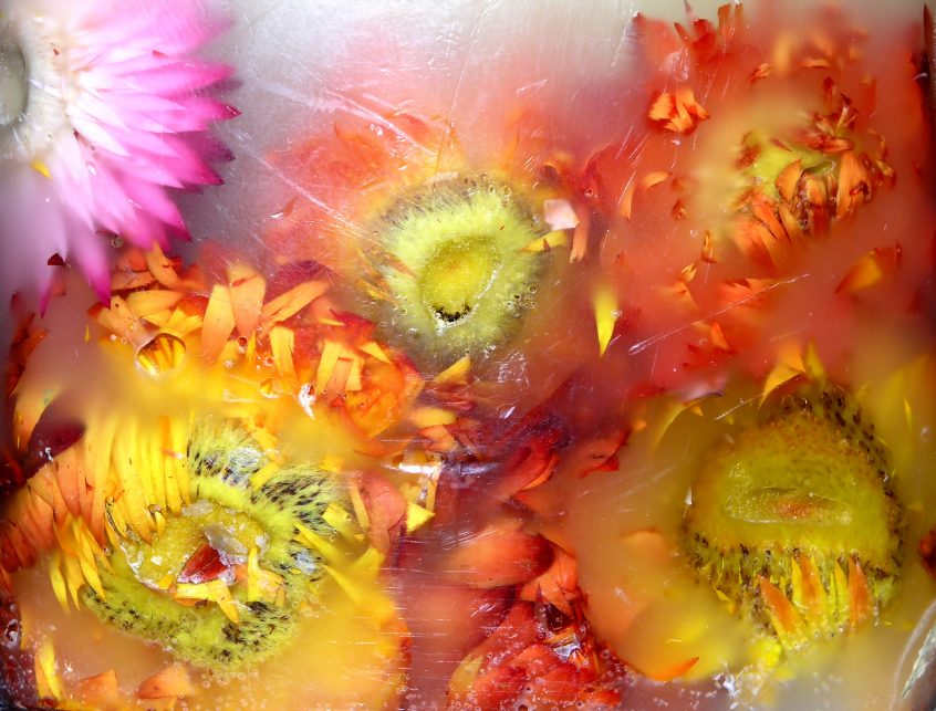 flowers-forever-1539088